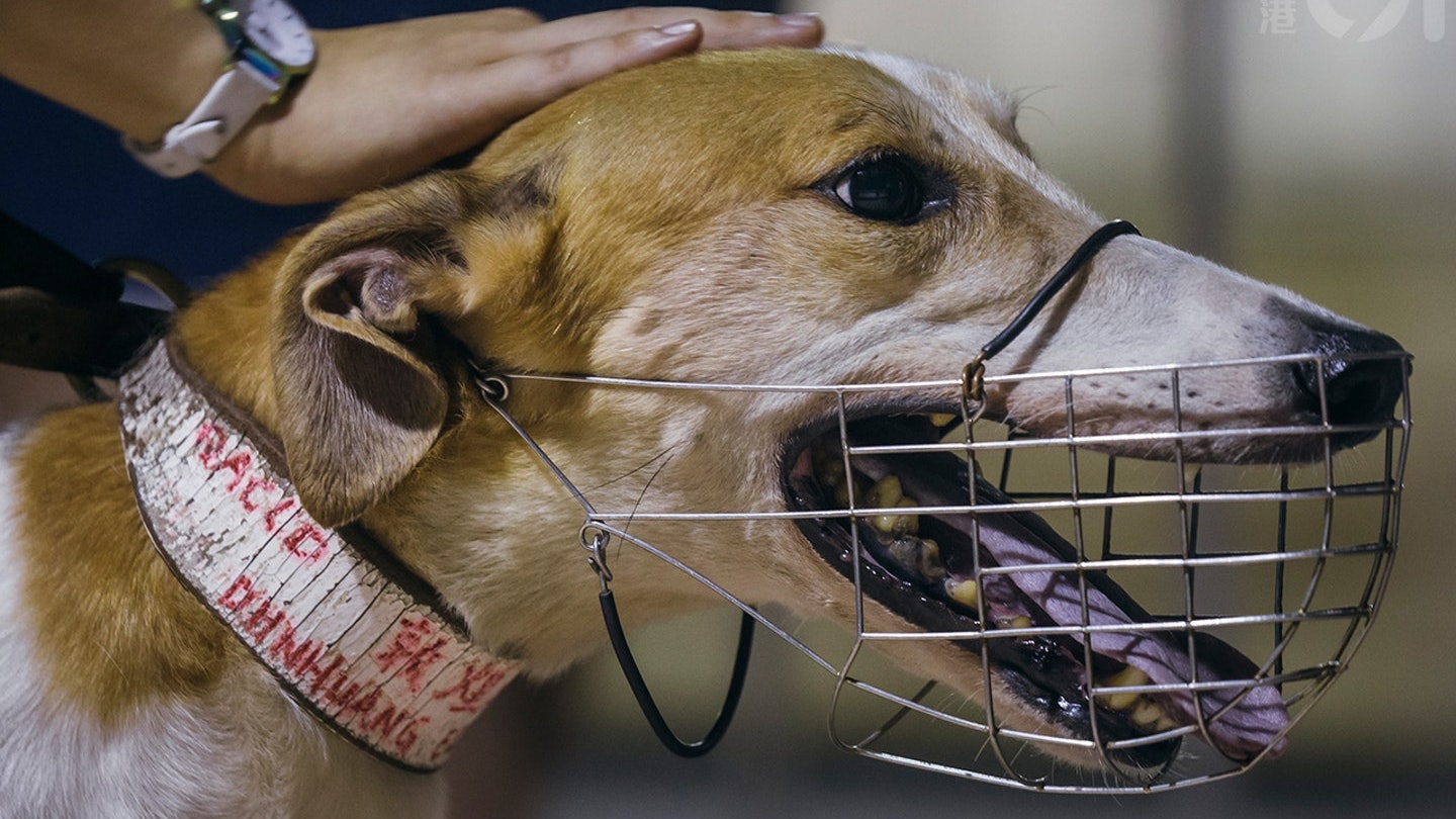 傳澳門狗場格力犬籠中流血、發燒 民署:牙周病致犬齒刺上顎骨 傳澳門狗場格力犬籠中流血、發燒 民署:牙周病致犬齒刺上顎骨