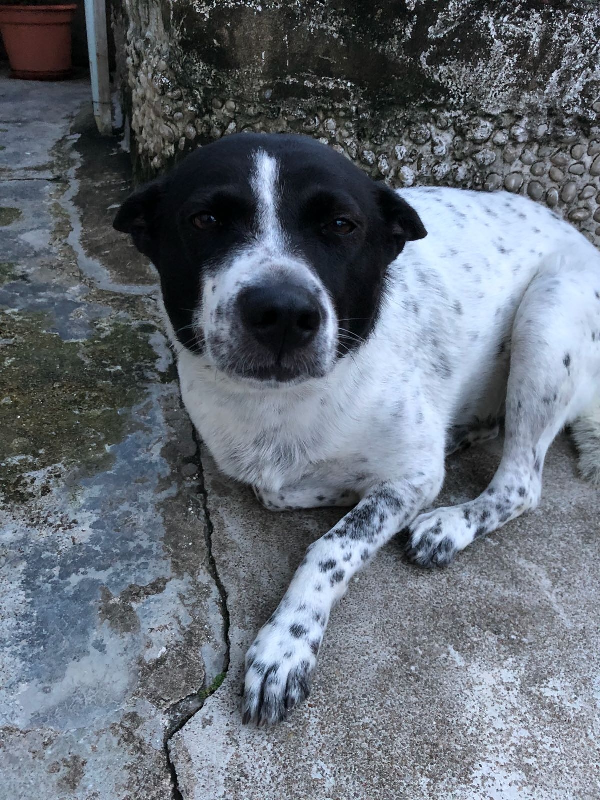 走失的狗狗—樂樂 (受訪者提供照片) 走失的狗狗—樂樂 (受訪者提供照片)