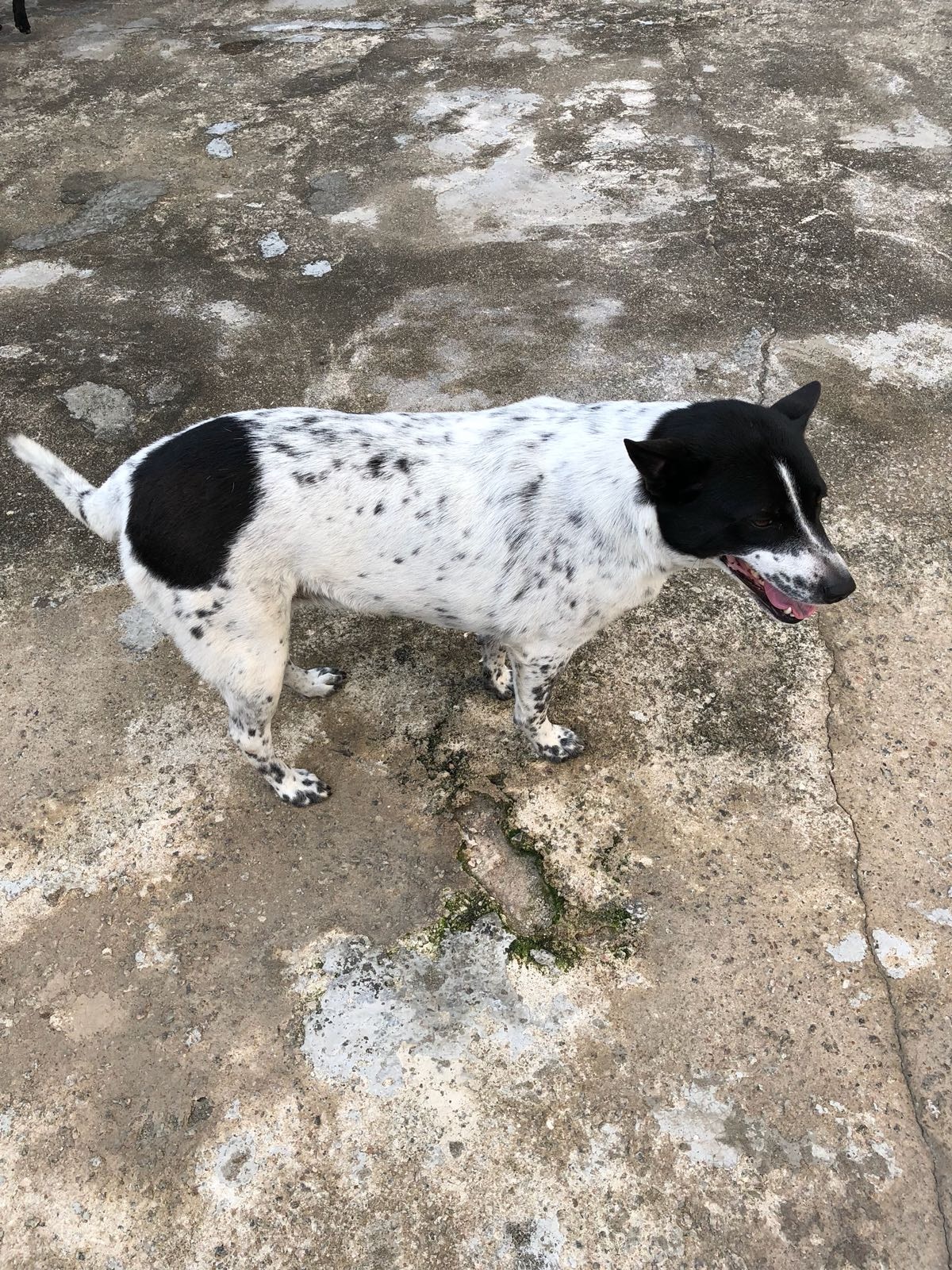 狗狗樂樂在錦上路水流田村/牛徑附近走失(受訪者提供照片) 狗狗樂樂在錦上路水流田村/牛徑附近走失(受訪者提供照片)