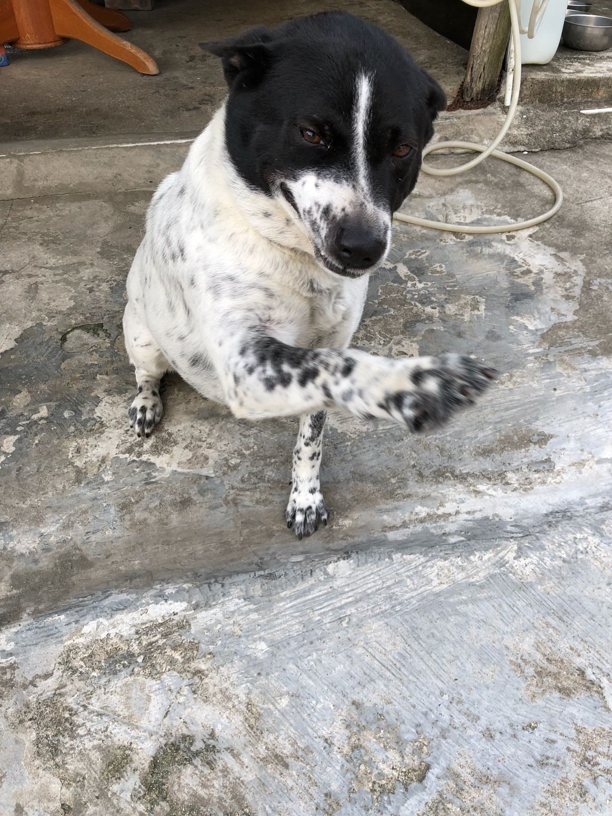 樂樂性格比較膽小 (受訪者提供照片) 樂樂性格比較膽小 (受訪者提供照片)