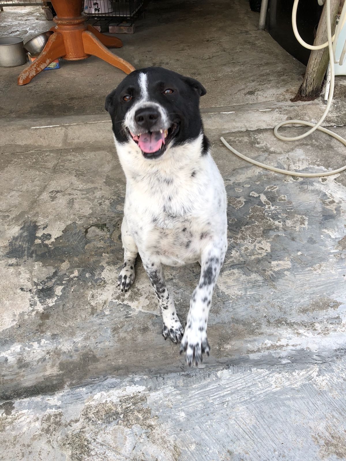 鄧先生只希望能盡快找到樂樂,跟牠重聚。(受訪者提供照片) 鄧先生只希望能盡快找到樂樂,跟牠重聚。(受訪者提供照片)