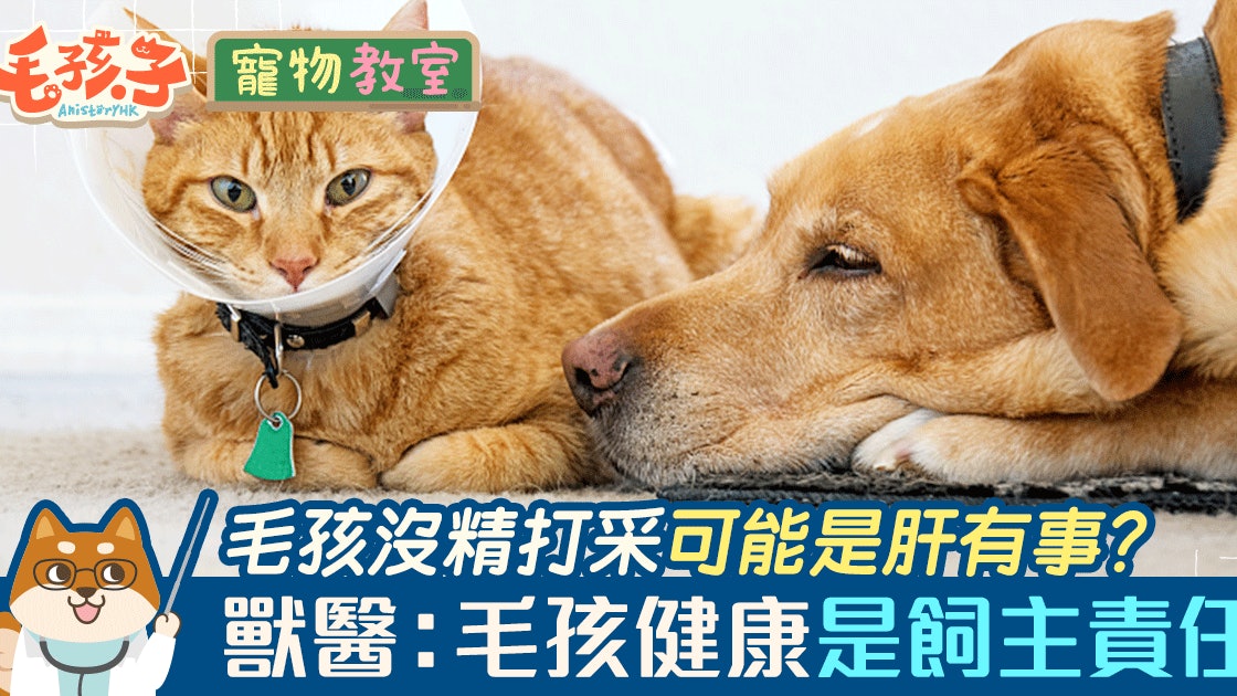 毛孩突然消瘦又精神不振 可能是患上致命的肝炎 香港01 寵物
