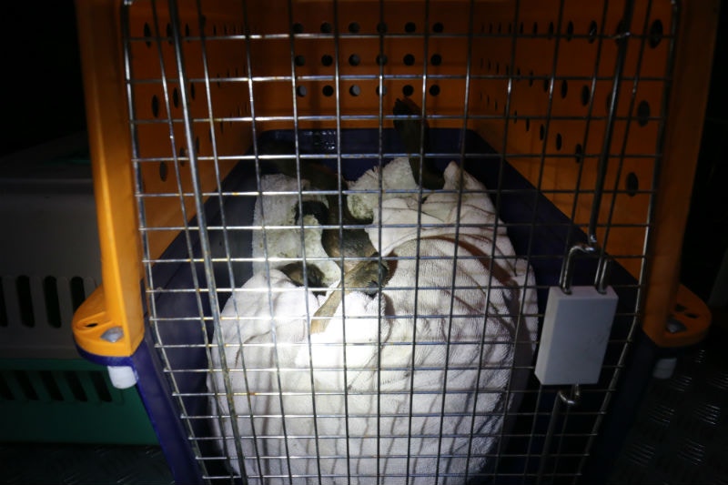 墮樓唐狗被族往愛協灣仔總部搶救。(賴南秋攝) 墮樓唐狗被族往愛協灣仔總部搶救。(賴南秋攝)