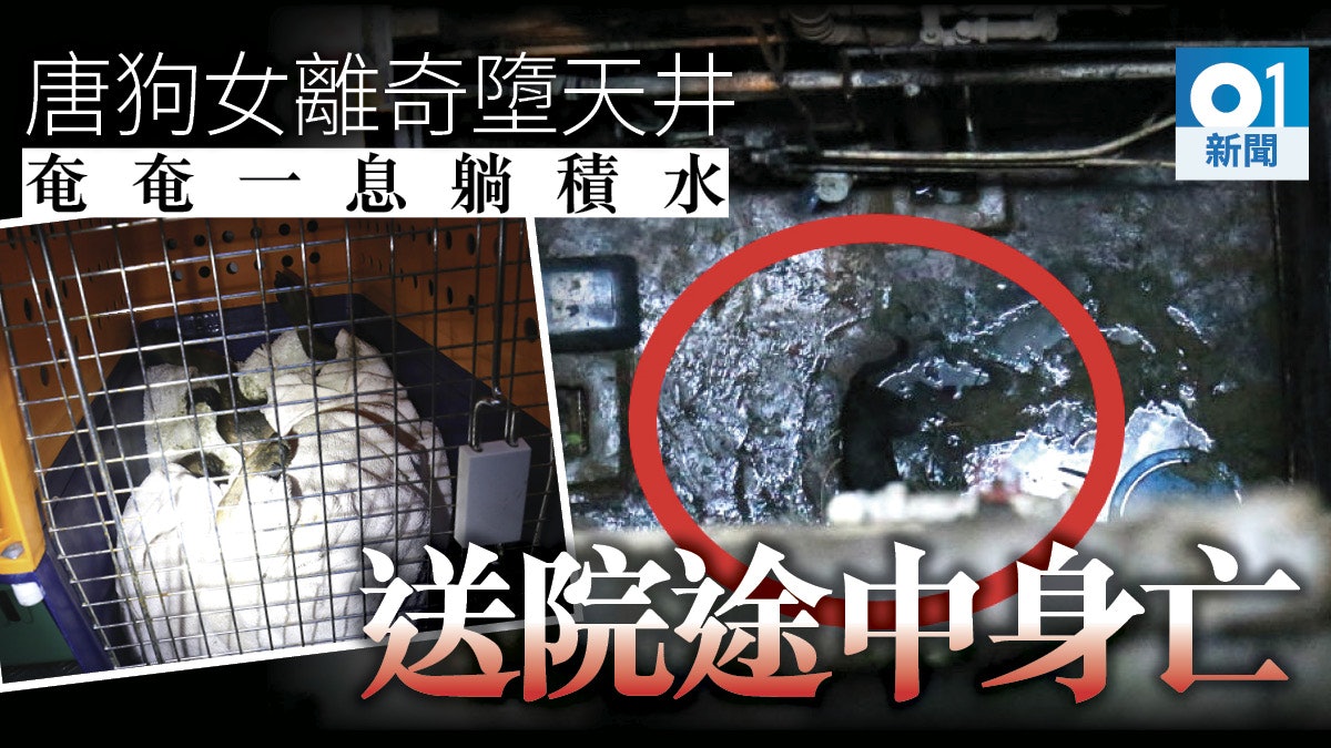 【唐狗墮斃】土瓜灣唐狗女墮樓重創 送院途中亡 警追查是否虐畜 【唐狗墮斃】土瓜灣唐狗女墮樓重創 送院途中亡 警追查是否虐畜