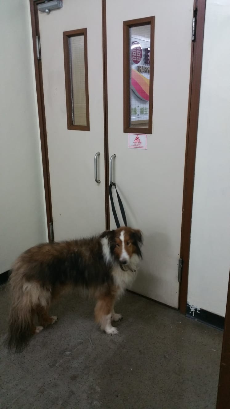 原主人把狗狗綁在寵門店店門後離去。(受訪者提供圖片) 原主人把狗狗綁在寵門店店門後離去。(受訪者提供圖片)