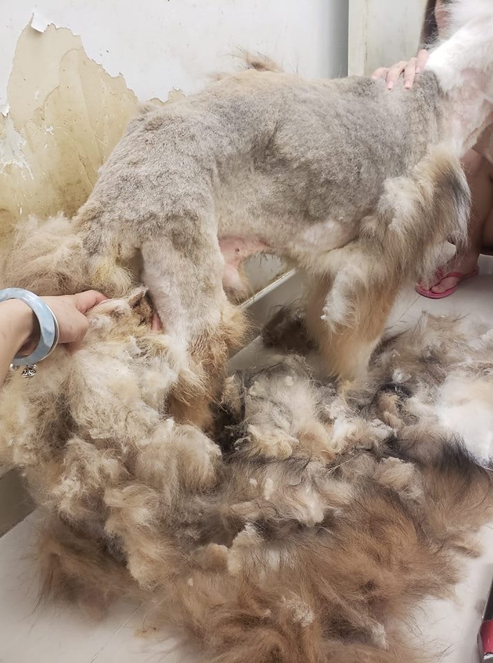 「B仔」身上毛髮打結,Iris替牠洗澡及修剪毛髮。(受訪者提供圖片) 「B仔」身上毛髮打結,Iris替牠洗澡及修剪毛髮。(受訪者提供圖片)