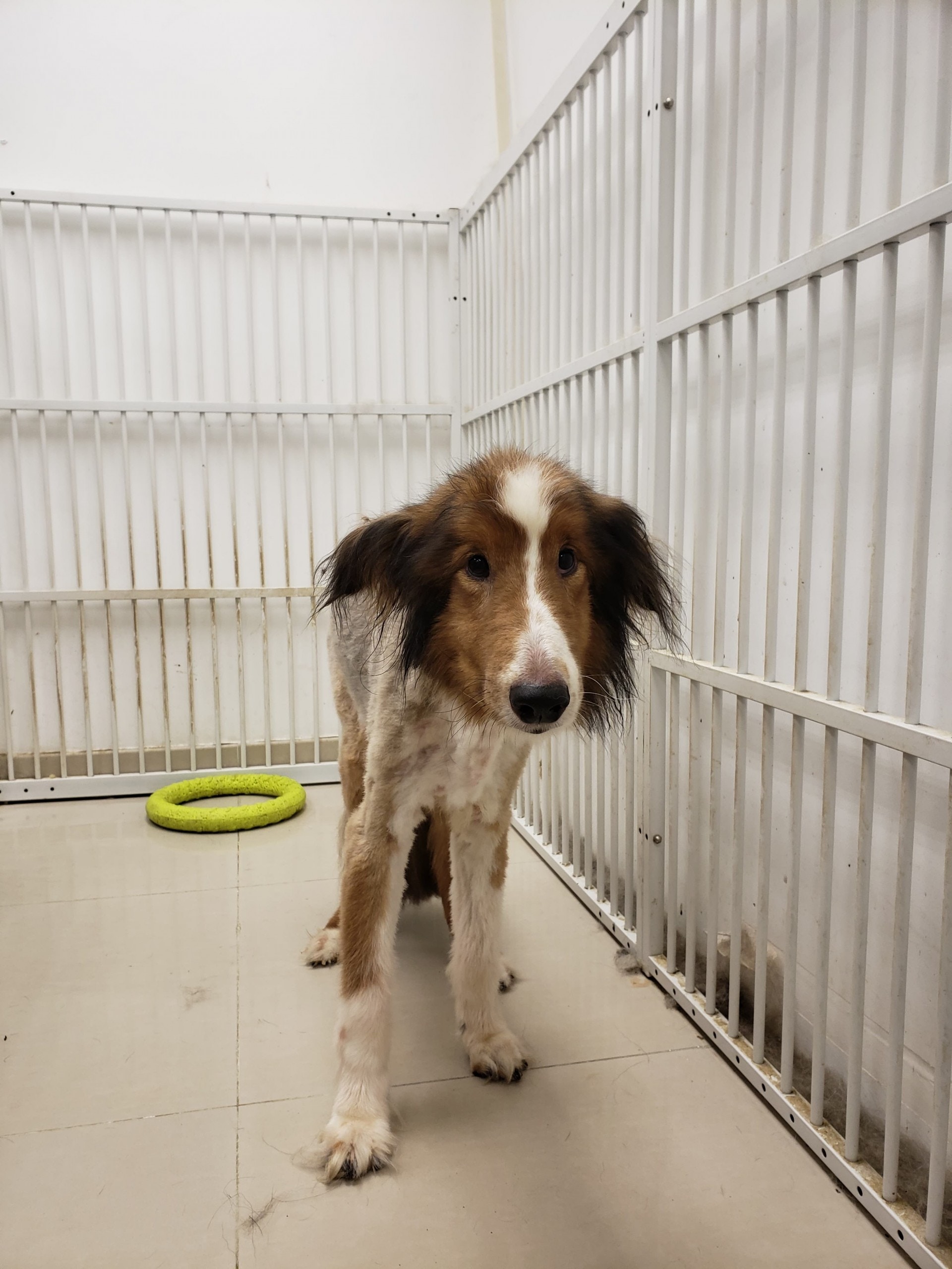 Iris為「B仔」剃去打結的毛髮。(受訪者提供圖片) Iris為「B仔」剃去打結的毛髮。(受訪者提供圖片)