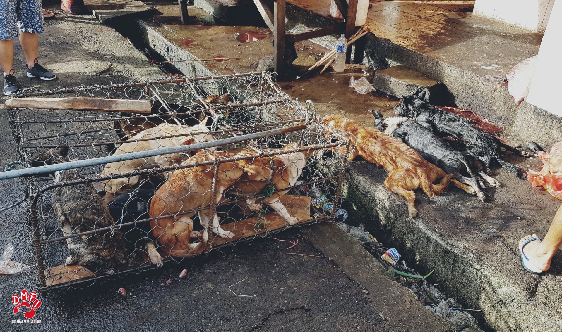 每年在印尼都有成千上萬狗和貓供人食用 (Dog Meat Free Indonesia) 每年在印尼都有成千上萬狗和貓供人食用 (Dog Meat Free Indonesia)