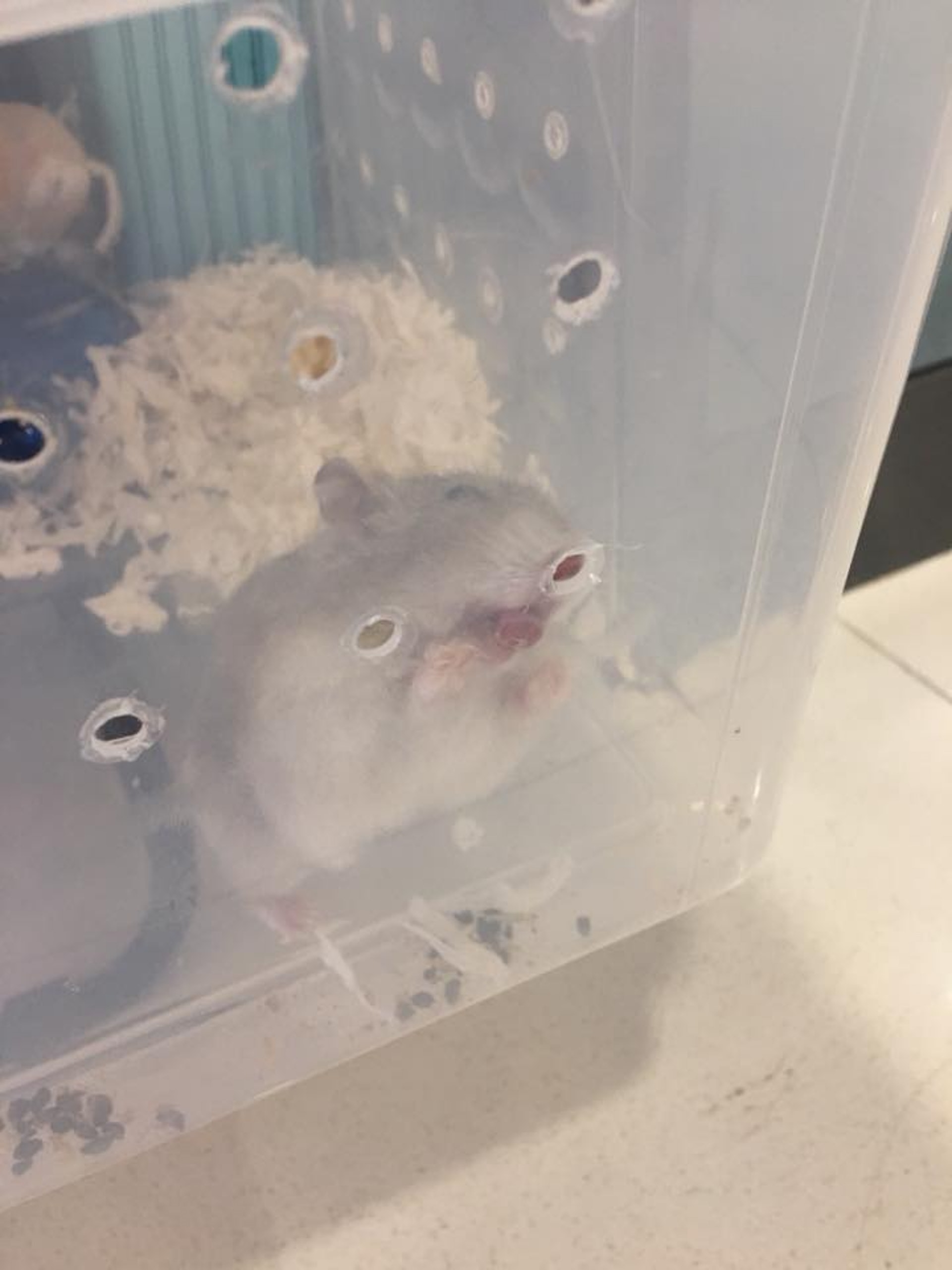 2隻倉鼠各居於一透明膠盒內。(受訪者提供圖片) 2隻倉鼠各居於一透明膠盒內。(受訪者提供圖片)