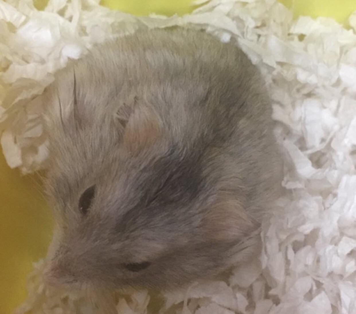 倉鼠們在昨晚已被送往新家。(受訪者提供圖片) 倉鼠們在昨晚已被送往新家。(受訪者提供圖片)