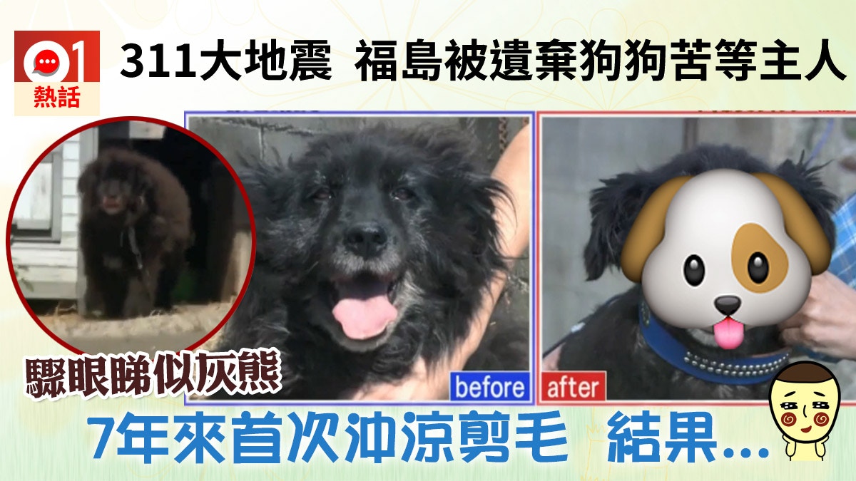 志村動物園 311地震福島狗被遺棄7年來首沖涼剪毛笑住變靚仔 香港01 熱爆話題