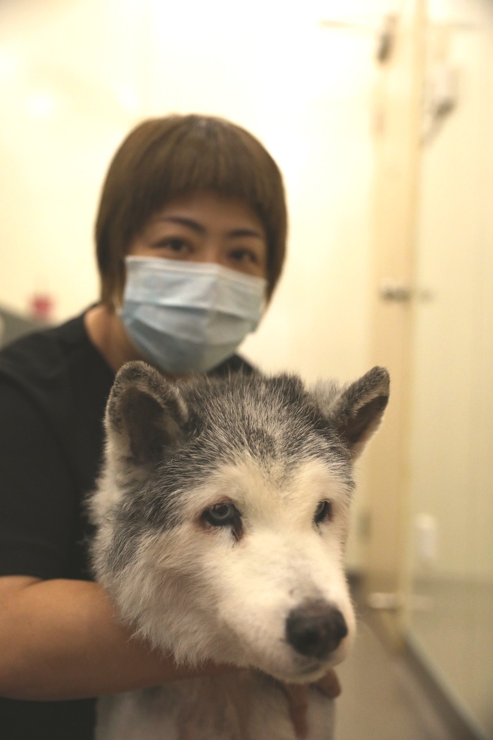 因為十多年前的首次偶遇,PT與雪橇結下不解之緣。(羅偉文攝) 因為十多年前的首次偶遇,PT與雪橇結下不解之緣。(羅偉文攝)