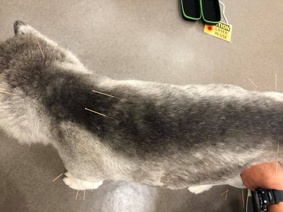 白白因關節問題需接受針灸治療。(受訪者提供) 白白因關節問題需接受針灸治療。(受訪者提供)