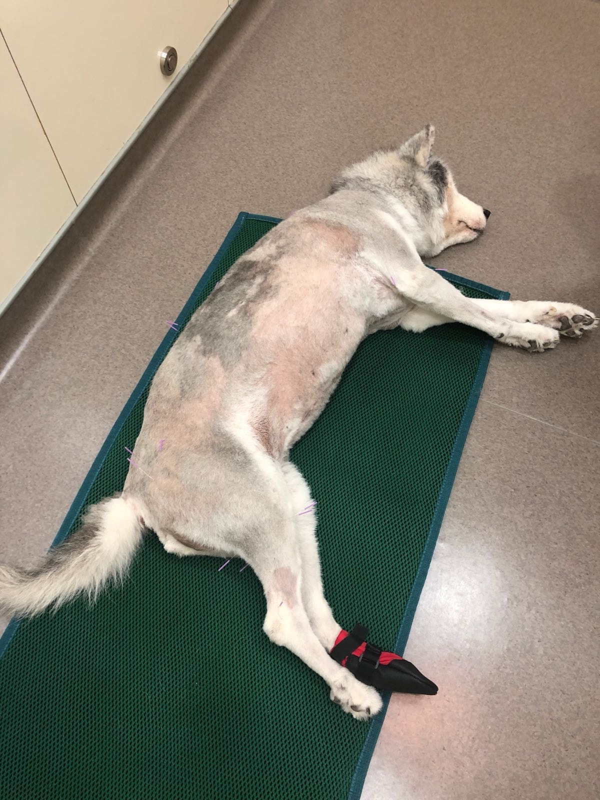 白白因關節痛需接受各種治療。(羅偉文攝) 白白因關節痛需接受各種治療。(羅偉文攝)