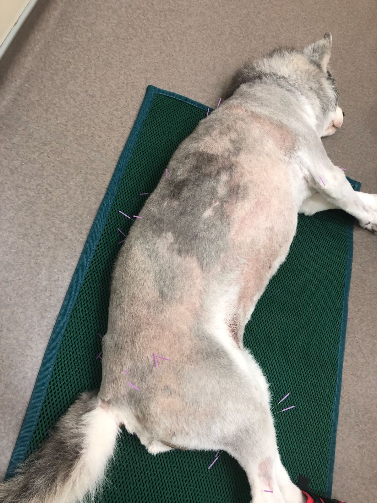 白白因關節痛需接受各種治療。(羅偉文攝) 白白因關節痛需接受各種治療。(羅偉文攝)