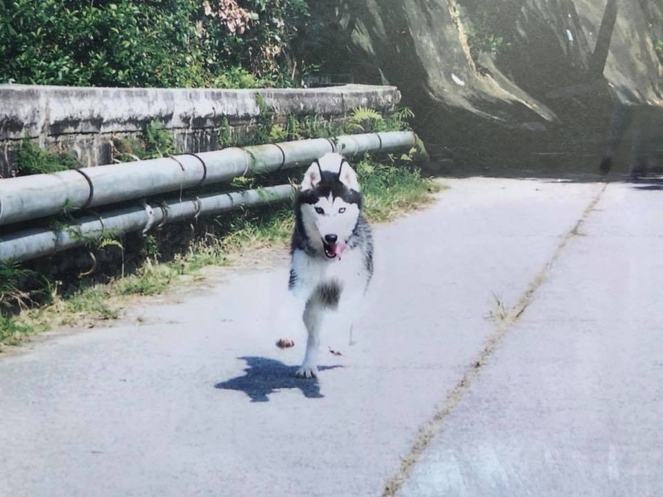 白白小時候活潑調皮,令主人哭笑不得。(受訪者提供) 白白小時候活潑調皮,令主人哭笑不得。(受訪者提供)