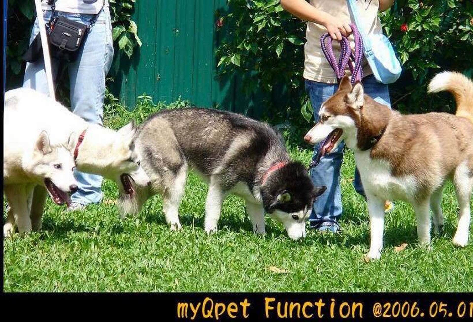 白白小時候活潑調皮,令主人哭笑不得。(受訪者提供) 白白小時候活潑調皮,令主人哭笑不得。(受訪者提供)