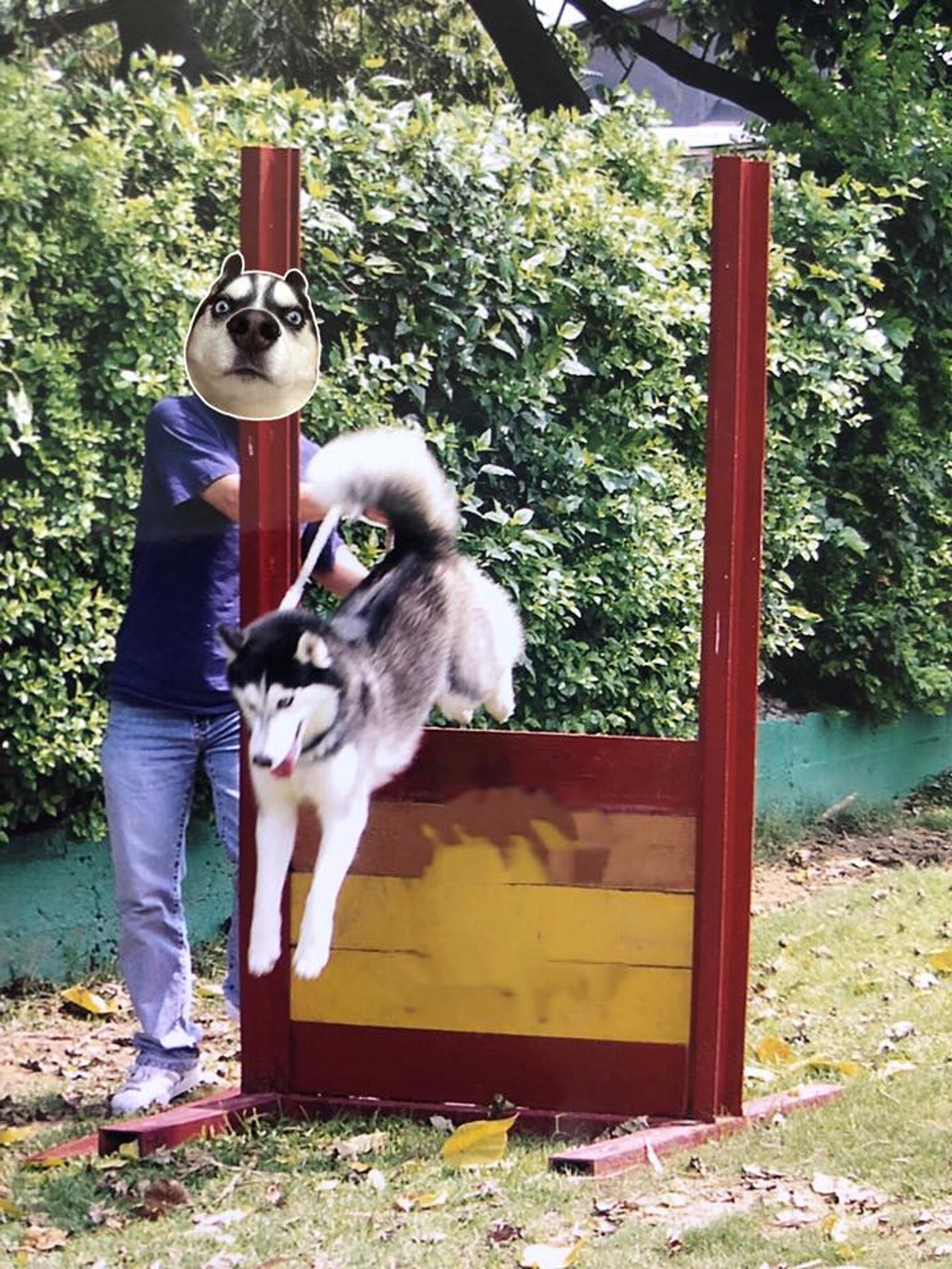 白白小時候活潑調皮,令主人哭笑不得。(受訪者提供) 白白小時候活潑調皮,令主人哭笑不得。(受訪者提供)