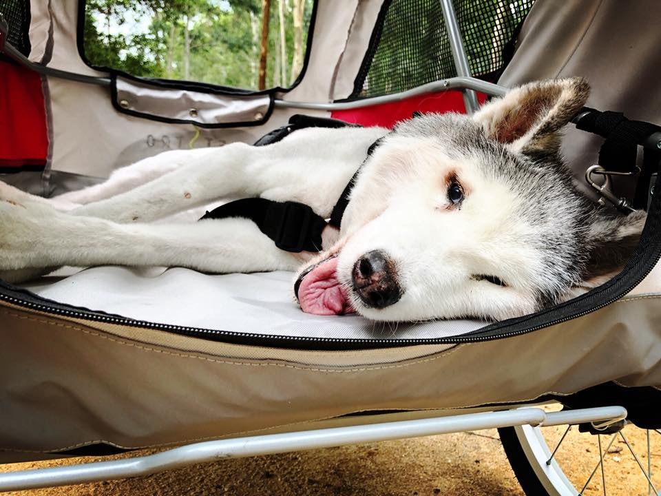 現時白白行動不便,主人便為牠購買「座駕」,帶他四處遊覽。(受訪者提供) 現時白白行動不便,主人便為牠購買「座駕」,帶他四處遊覽。(受訪者提供)