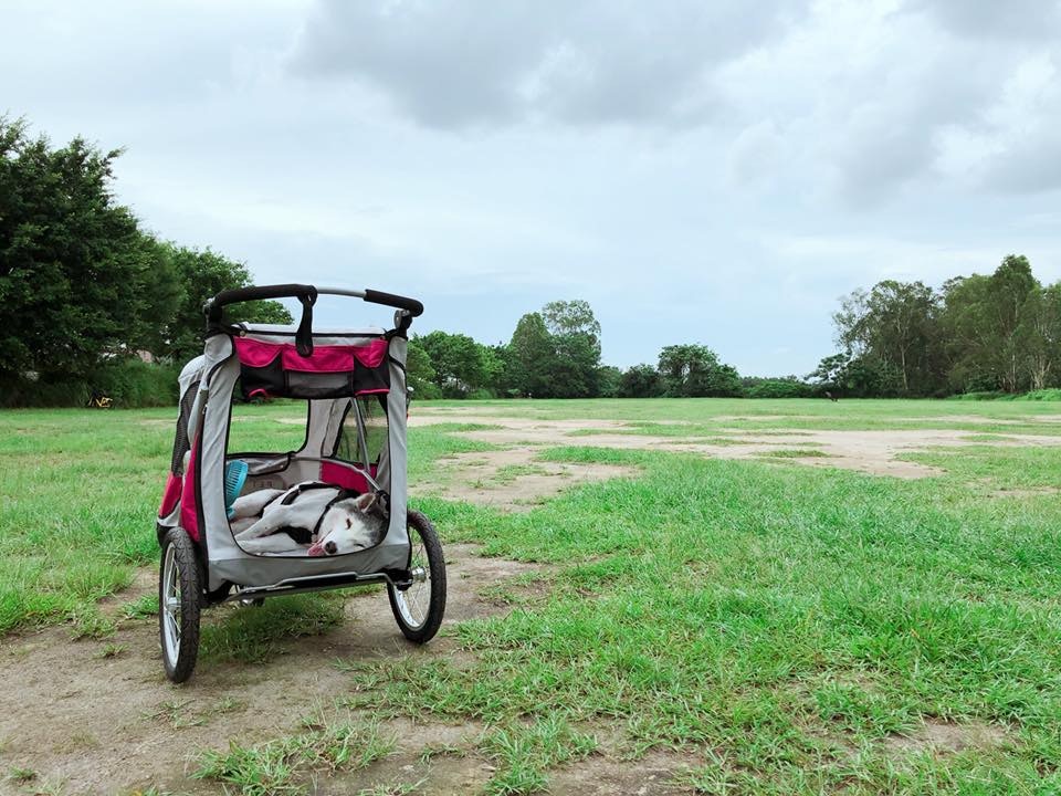 現時白白年事已高行動不便,但主人PT依然帶牠四處遊覽留下回憶。(受訪者提供) 現時白白年事已高行動不便,但主人PT依然帶牠四處遊覽留下回憶。(受訪者提供)