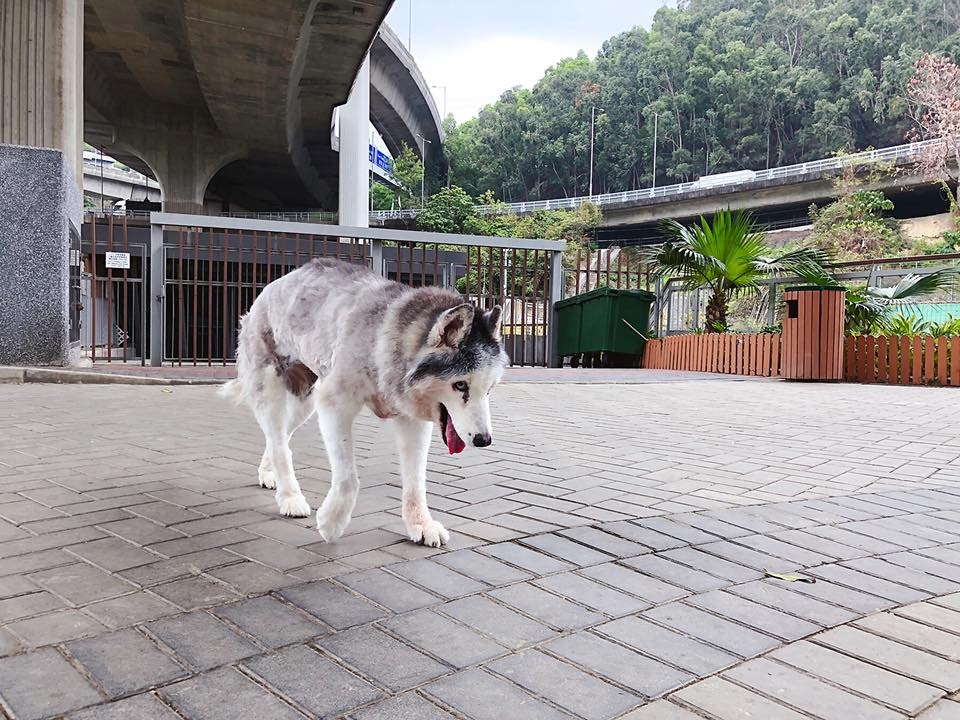 現時白白年事已高行動不便,但主人PT依然帶牠四處遊覽留下回憶。(受訪者提供) 現時白白年事已高行動不便,但主人PT依然帶牠四處遊覽留下回憶。(受訪者提供)