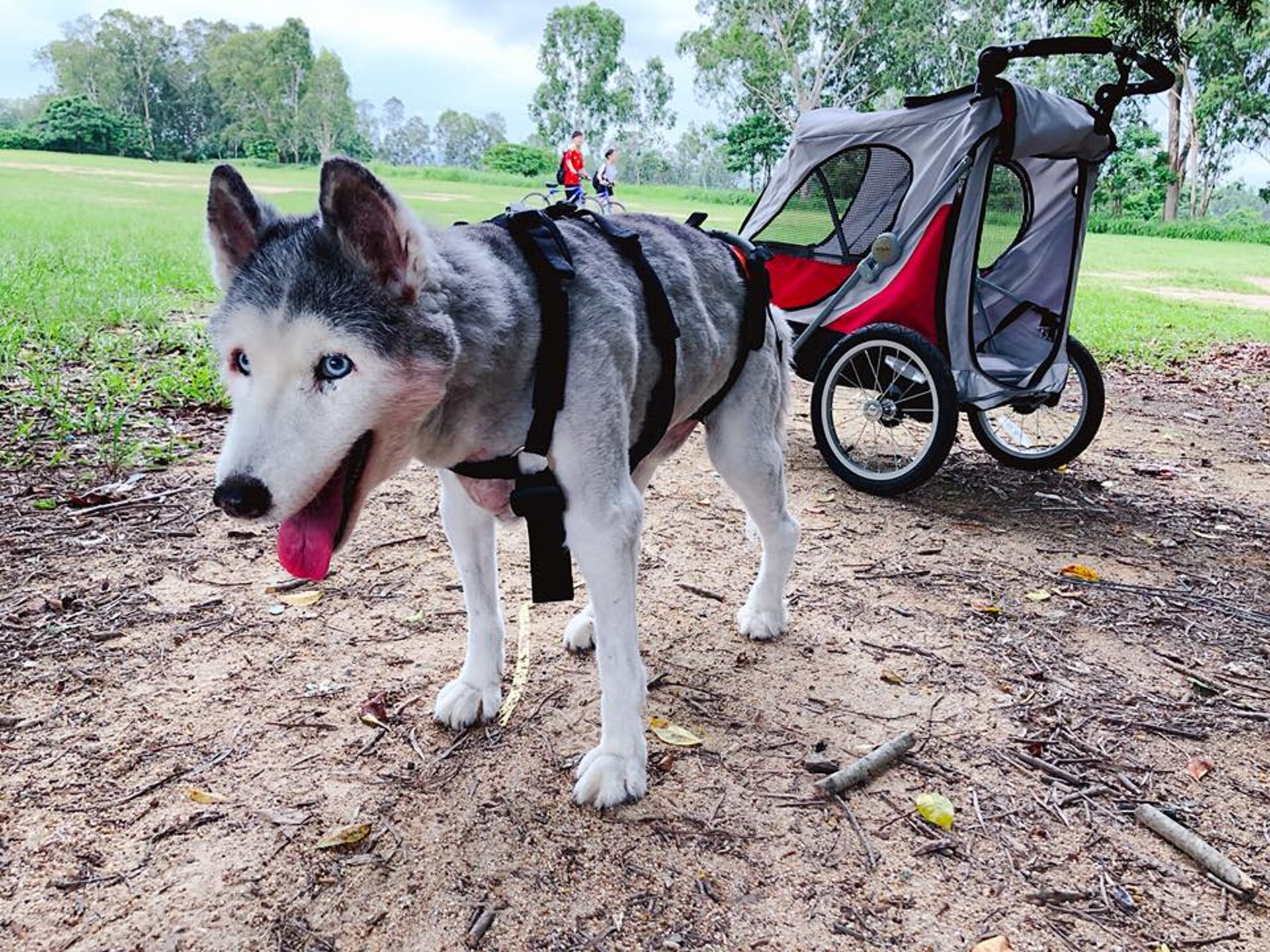 現時白白年事已高行動不便,但主人PT依然帶牠四處遊覽留下回憶。(受訪者提供) 現時白白年事已高行動不便,但主人PT依然帶牠四處遊覽留下回憶。(受訪者提供)