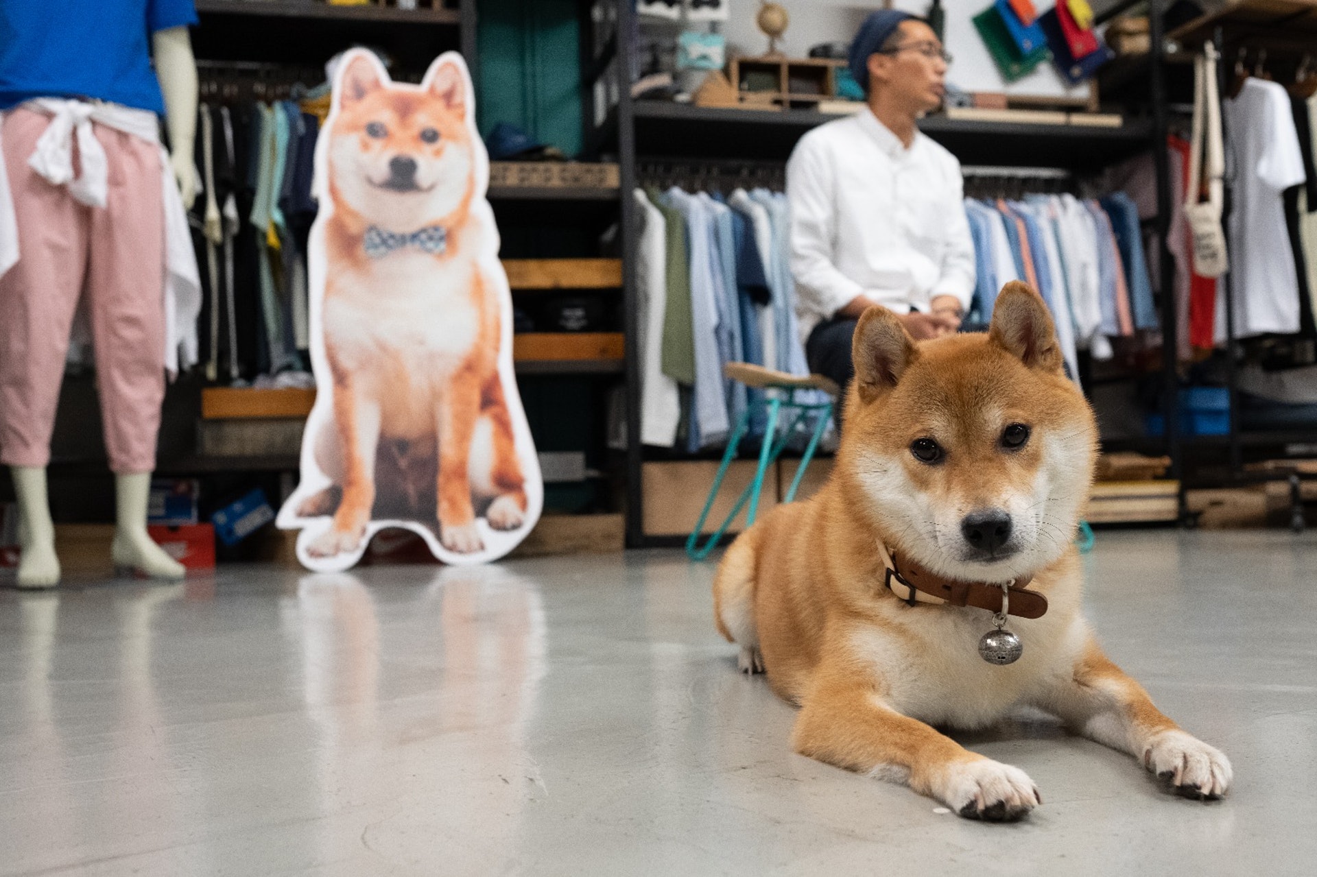 P仔在ad-lib的office 內泰然自若地攤地。﹙高仲明攝﹚ P仔在ad-lib的office 內泰然自若地攤地。﹙高仲明攝﹚