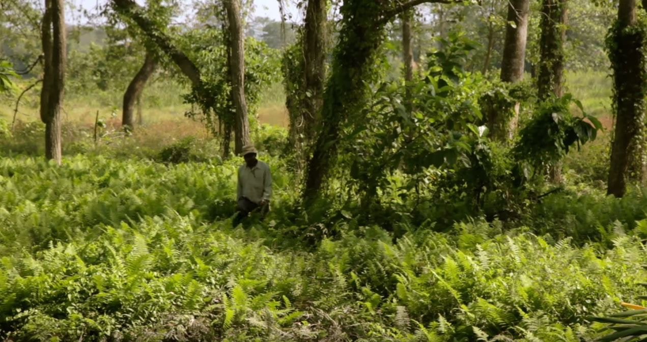 39年前的貧瘠土地，至今已變成茂密的森林。（紀錄片《Forest Man》截圖）