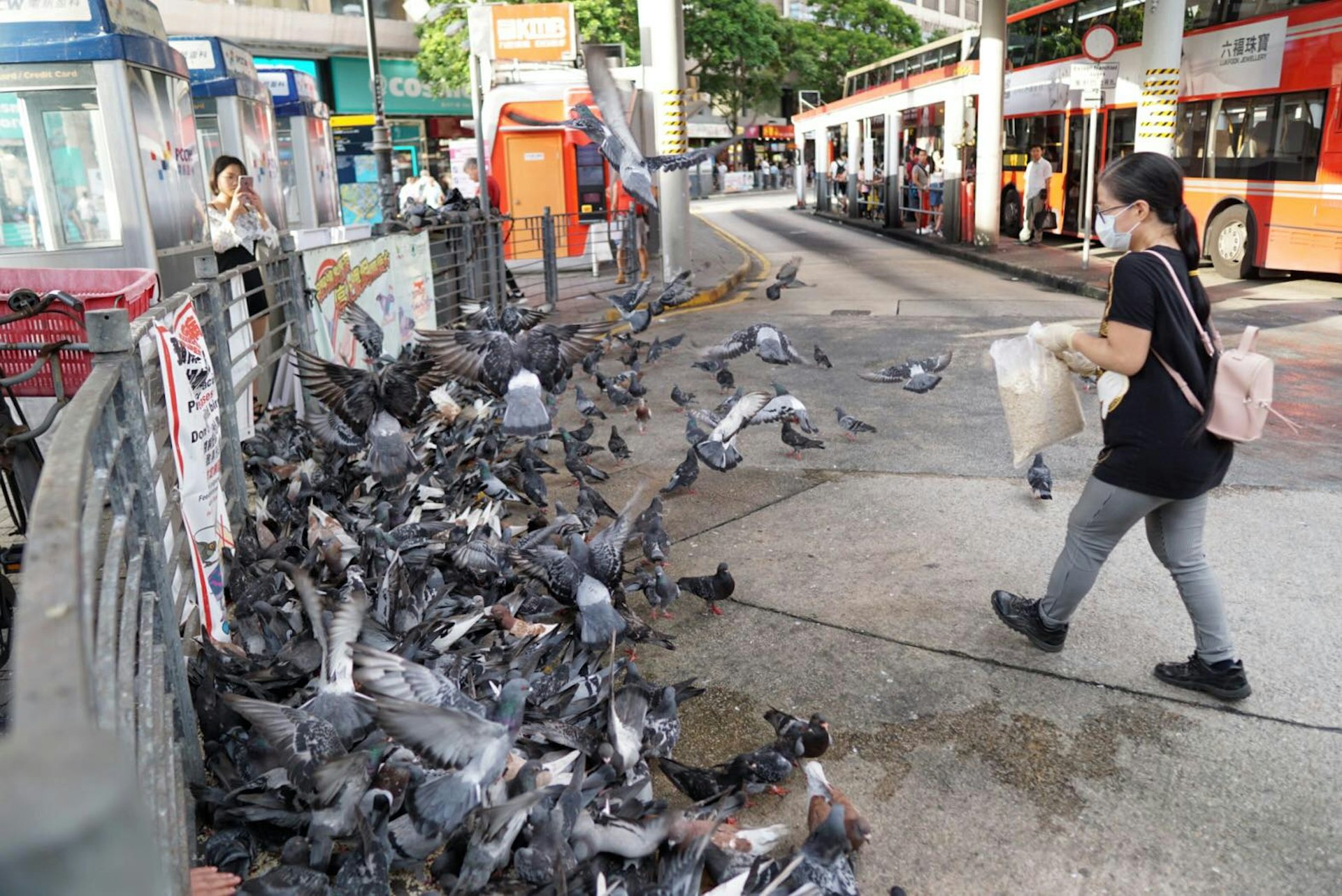 一名女子戴着口罩,手持一袋懷疑雀粟,走近白鴿群。(讀者Harold Poon提供) 一名女子戴着口罩,手持一袋懷疑雀粟,走近白鴿群。(讀者Harold Poon提供)