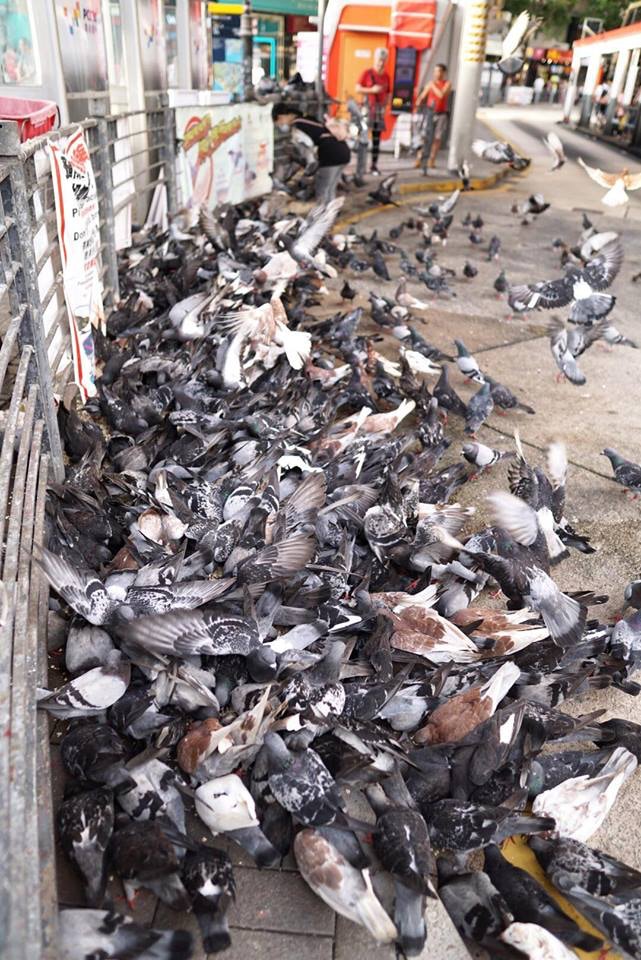 大批野鴿聚集在巴士道。(讀者Harold Poon提供) 大批野鴿聚集在巴士道。(讀者Harold Poon提供)