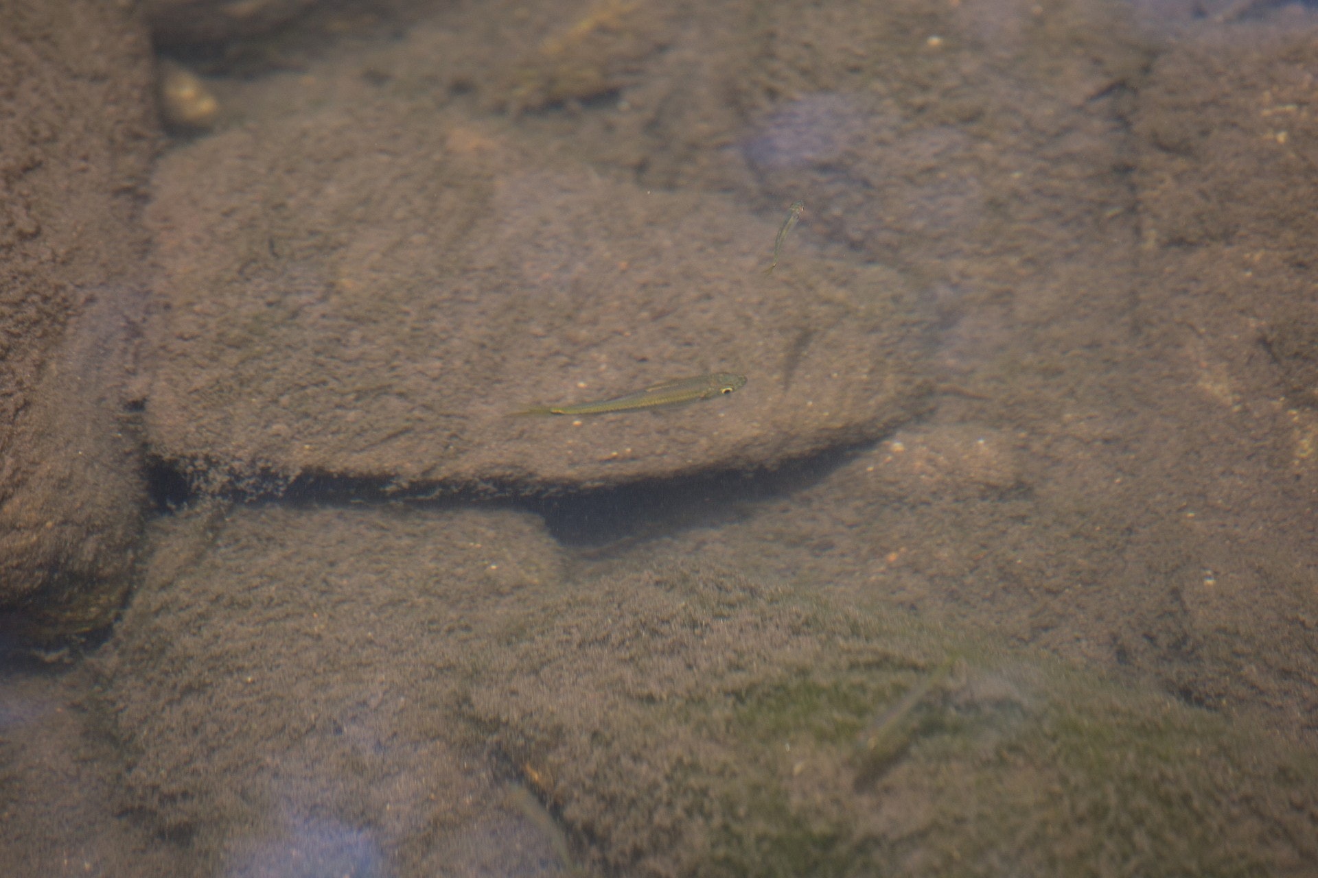 生物豐富的溪澗適合淡水龜生活。(林若勤攝) 生物豐富的溪澗適合淡水龜生活。(林若勤攝)