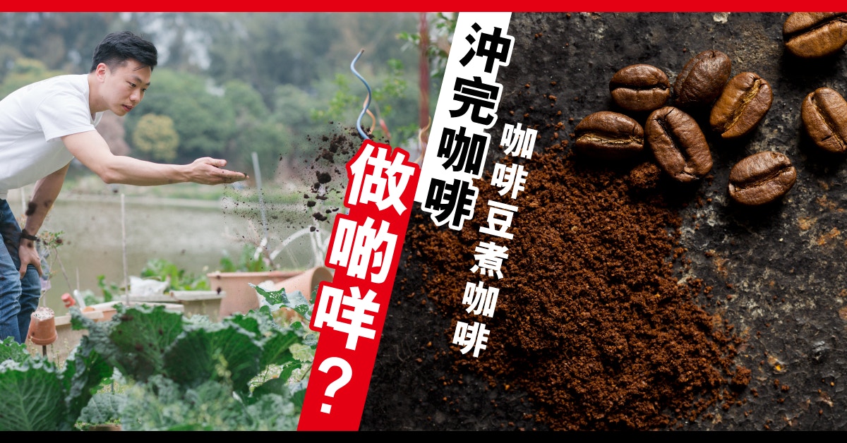 綠行俠發起全城咖啡渣回收計劃，將咖啡渣發酵成肥料免費送贈本地有機農場。