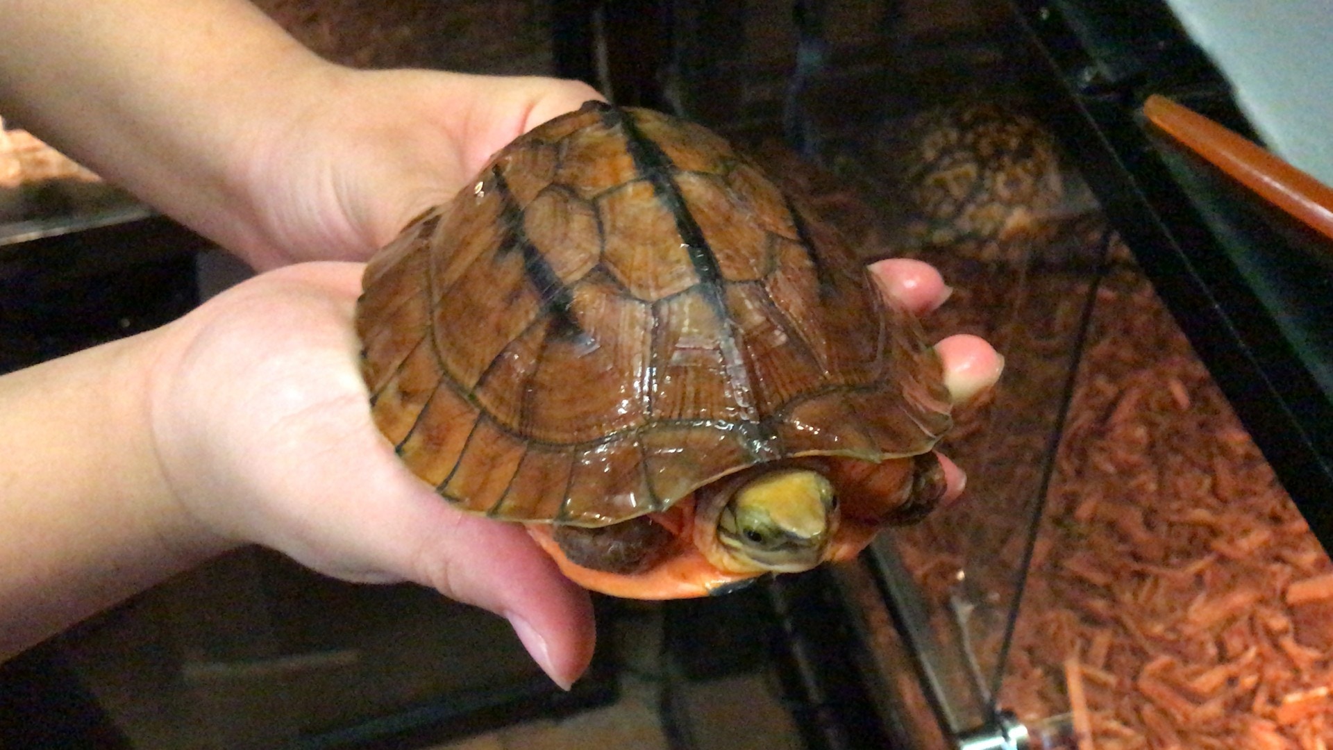 人工飼養的海南金錢龜，叫價3.8萬元。（香港01記者攝）