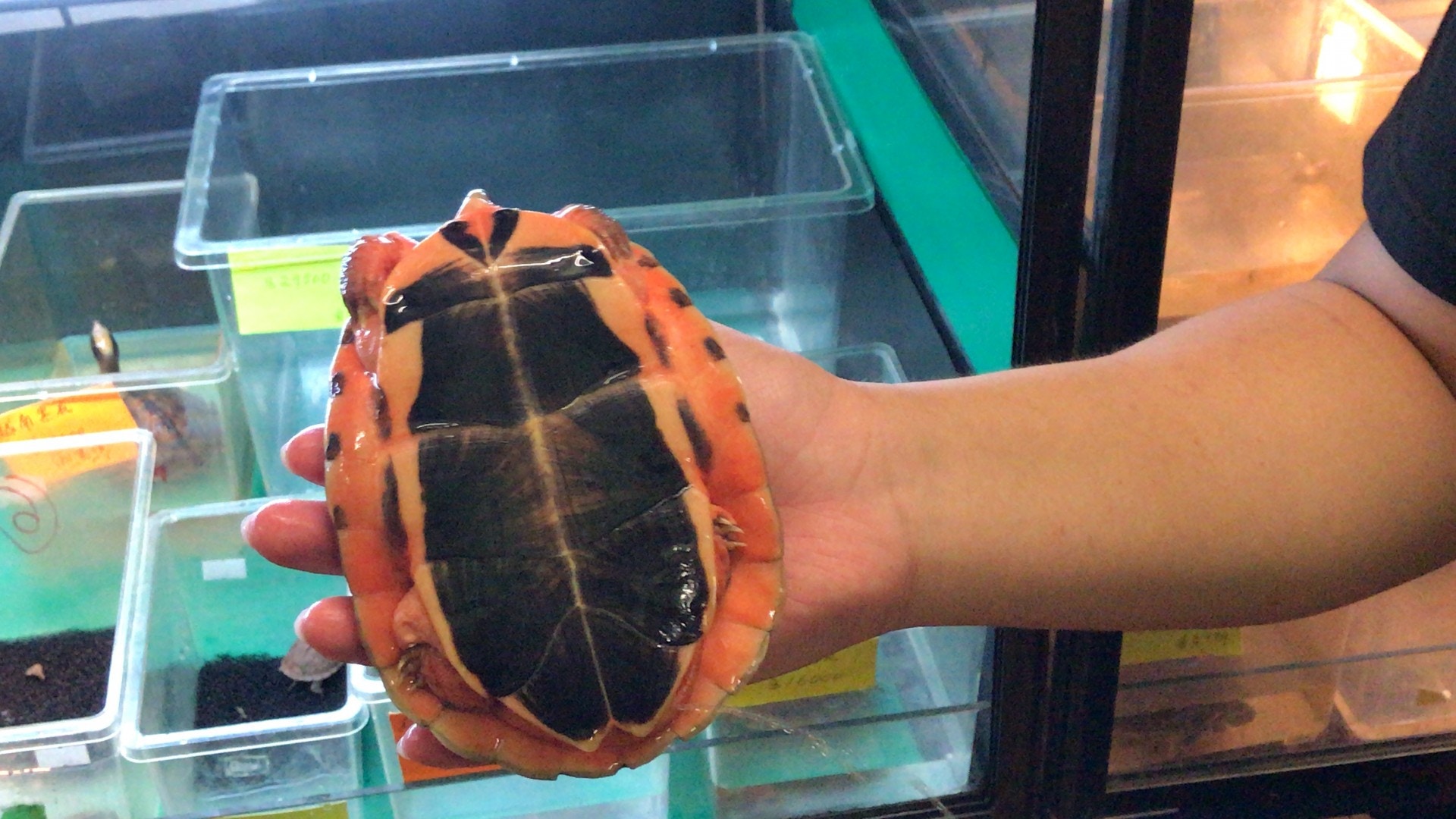 越南金錢龜腹部紋理呈「米字」,象徵「有米」,深受篤信風水人士喜愛。(香港01記者攝) 越南金錢龜腹部紋理呈「米字」,象徵「有米」,深受篤信風水人士喜愛。(香港01記者攝)