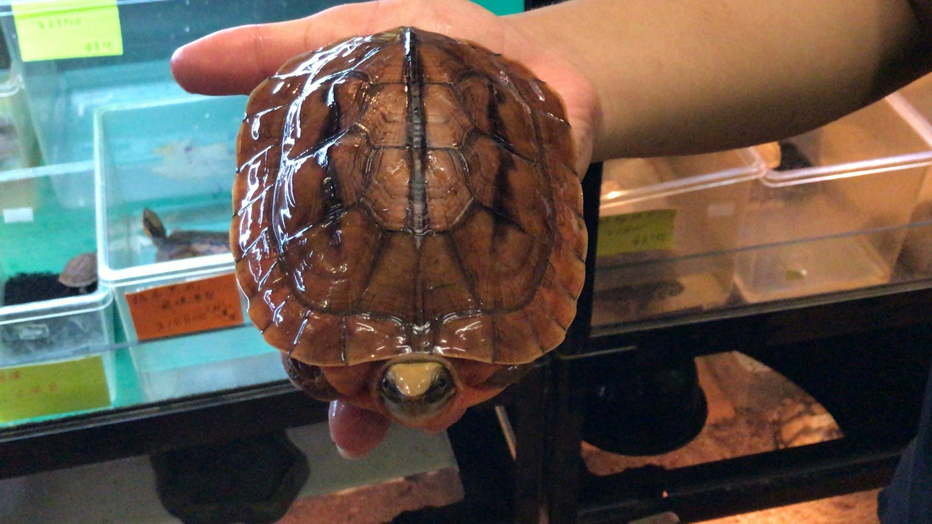 人工飼養的越南金錢龜,叫價29,500元。(香港01記者攝) 人工飼養的越南金錢龜,叫價29,500元。(香港01記者攝)