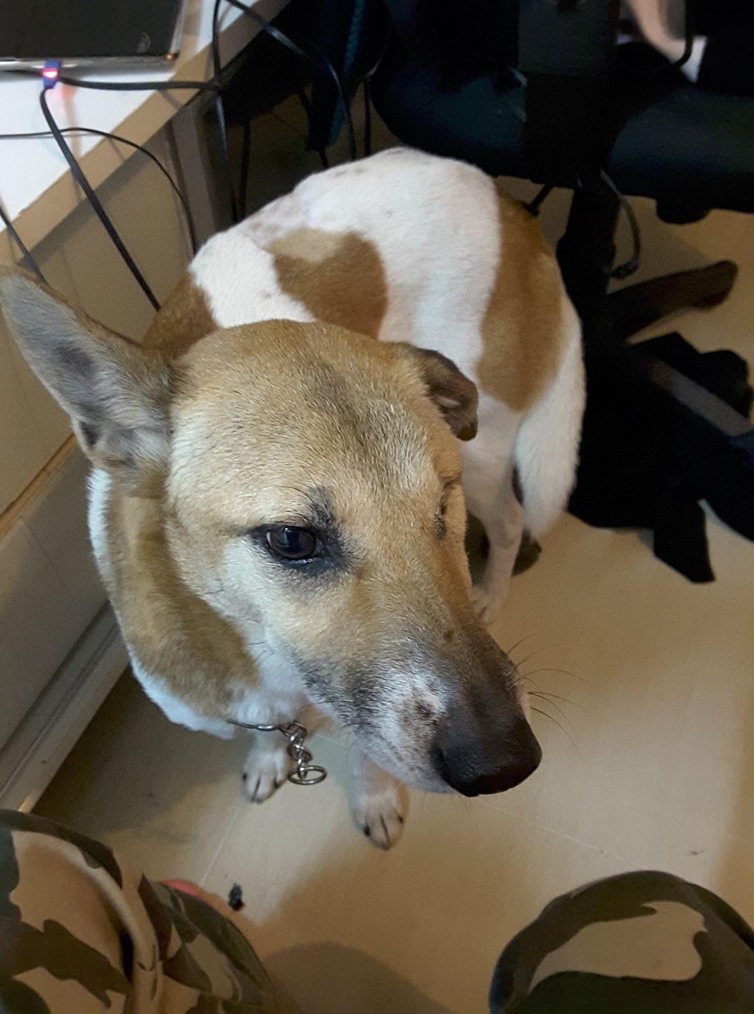 黃小姐表示「大家姐」在長洲文華新村,大石口一帶走失。(Mayling Wong) 黃小姐表示「大家姐」在長洲文華新村,大石口一帶走失。(Mayling Wong)