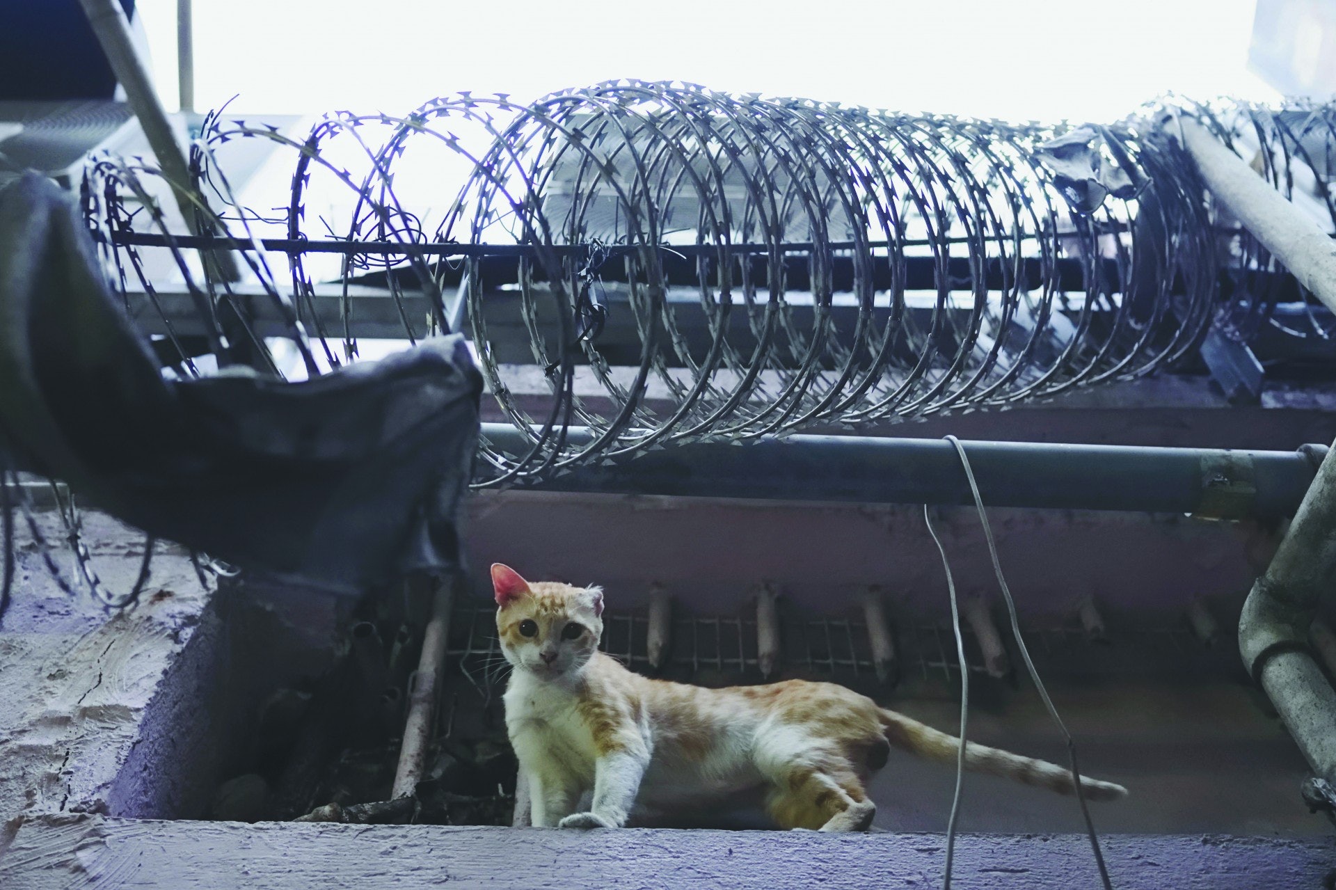 一隻缺了耳朵的浪浪。(攝影:葉漢華) 一隻缺了耳朵的浪浪。(攝影:葉漢華)