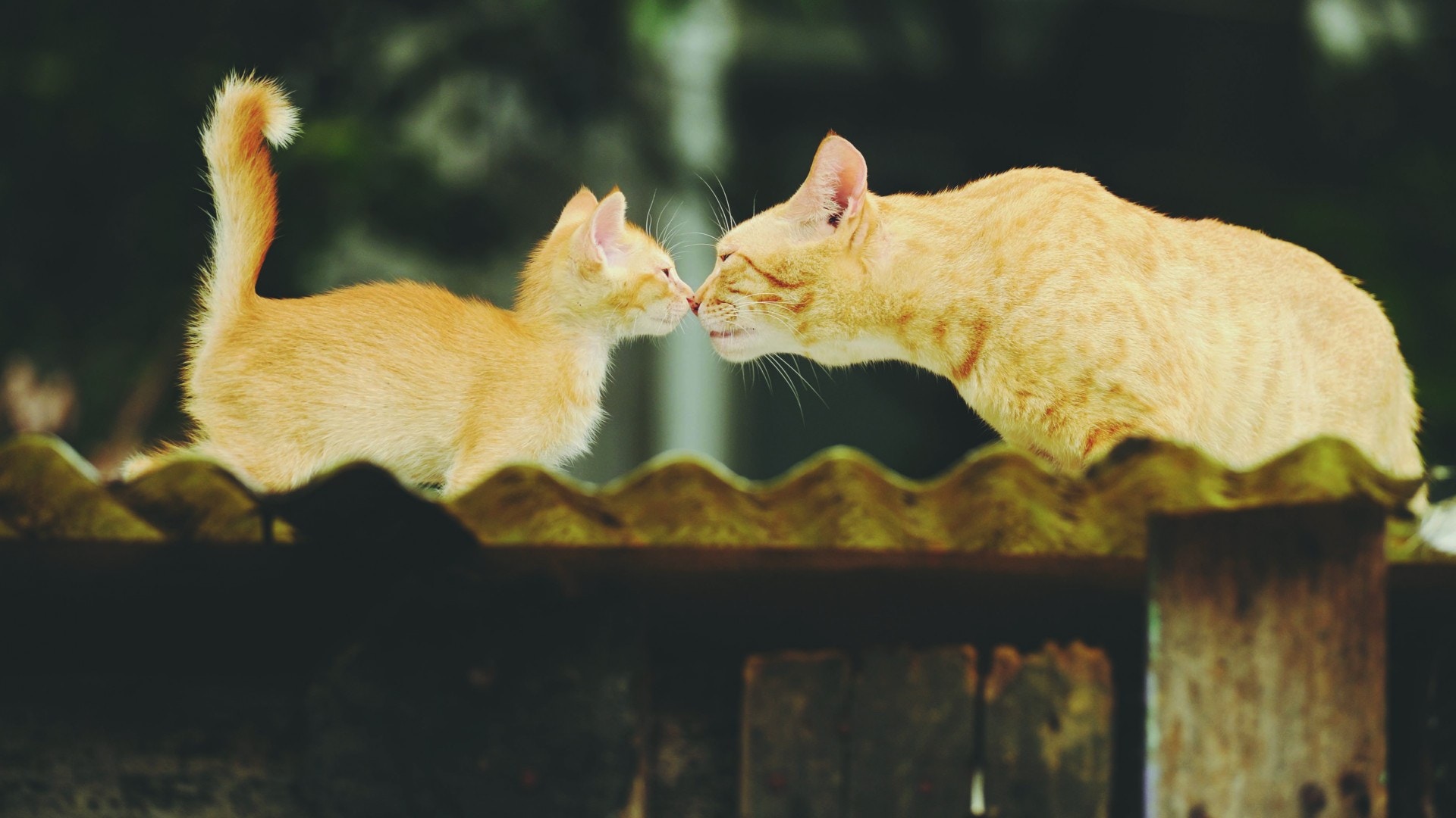 可愛的流浪貓。(攝影:葉漢華) 可愛的流浪貓。(攝影:葉漢華)