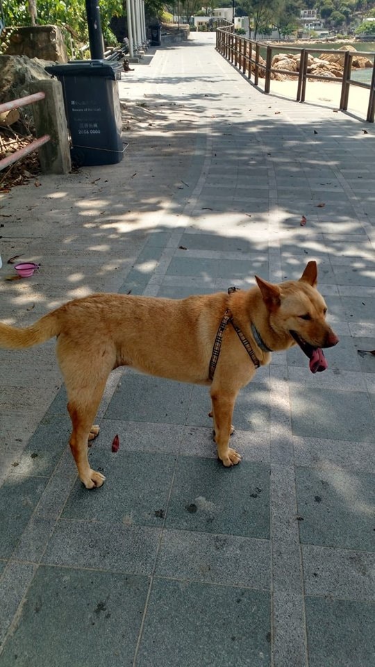 黃小姐為更好地照顧細B而決定收養牠。(圖片由受訪者提供) 黃小姐為更好地照顧細B而決定收養牠。(圖片由受訪者提供)