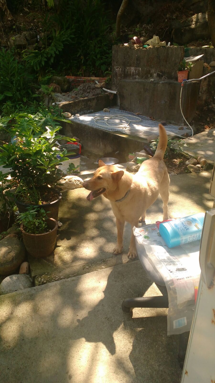 黃小姐自覓得兼職後,無法再經常待在梅窩照顧細B。(圖片由受訪者提供) 黃小姐自覓得兼職後,無法再經常待在梅窩照顧細B。(圖片由受訪者提供)