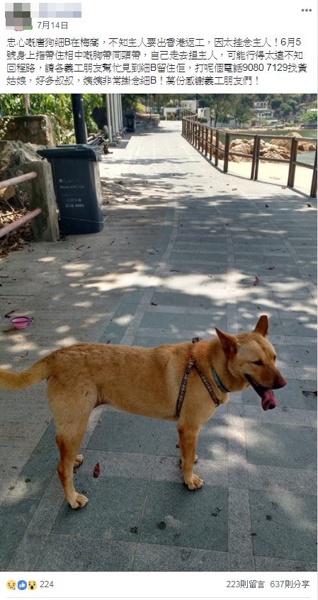 黃小姐的朋友曾替她於網上發尋狗啟事。(網上圖片) 黃小姐的朋友曾替她於網上發尋狗啟事。(網上圖片)