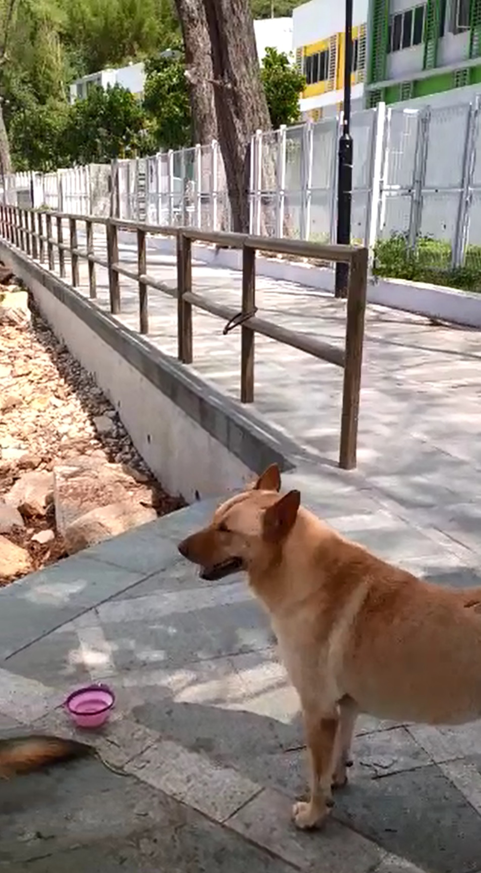 黃小姐非常疼愛3隻狗狗,閒時會帶牠們到沙灘散步。(圖片由受訪者提供) 黃小姐非常疼愛3隻狗狗,閒時會帶牠們到沙灘散步。(圖片由受訪者提供)