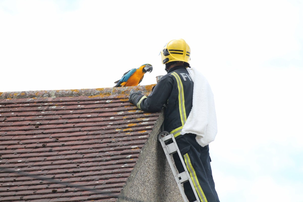 鸚鵡站屋頂3天不歸家消防講「我愛你」安撫營救慘被爆粗回敬