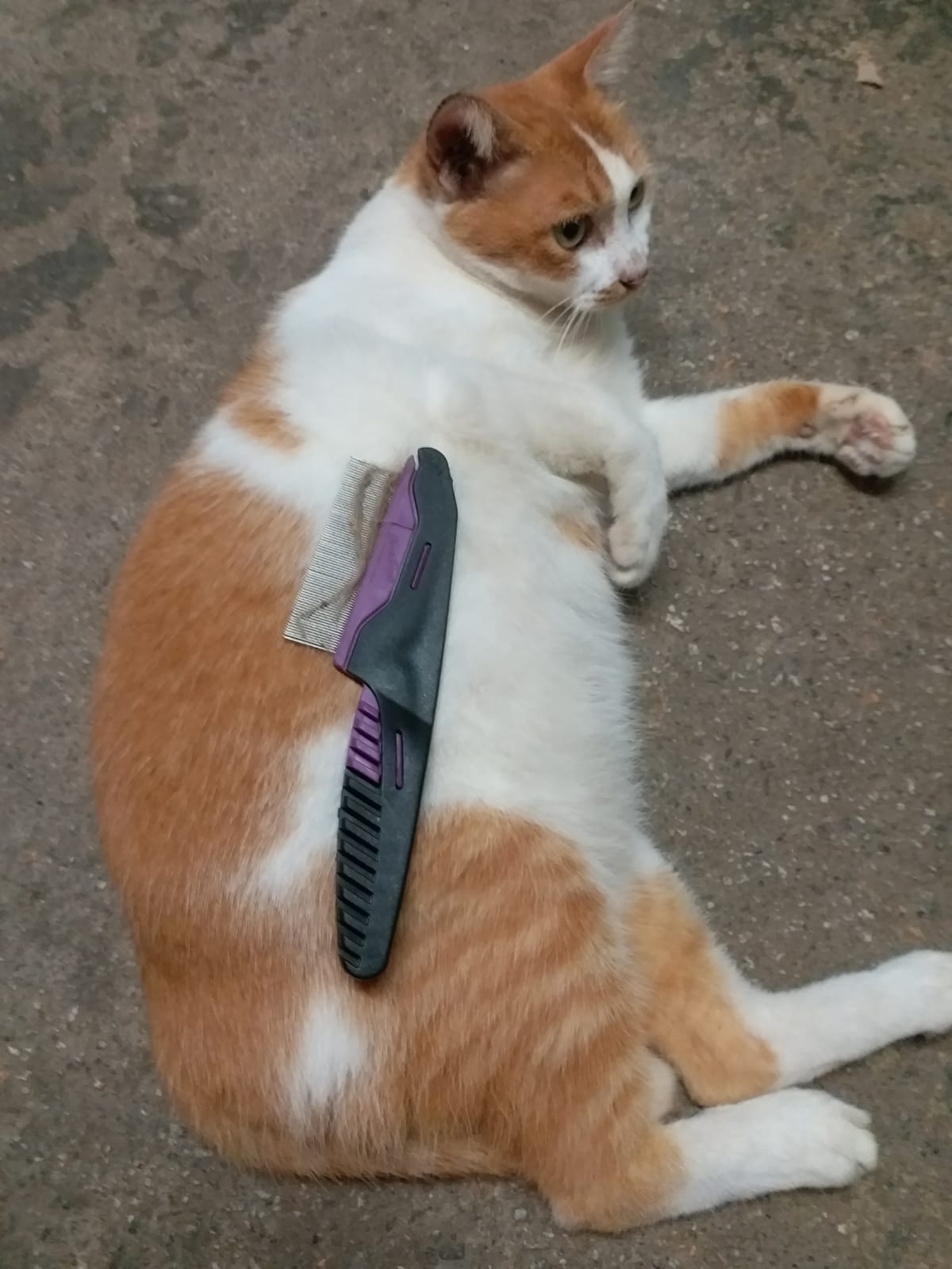 阿妹抓破貓網後不知所終。(圖片由受訪者提供) 阿妹抓破貓網後不知所終。(圖片由受訪者提供)