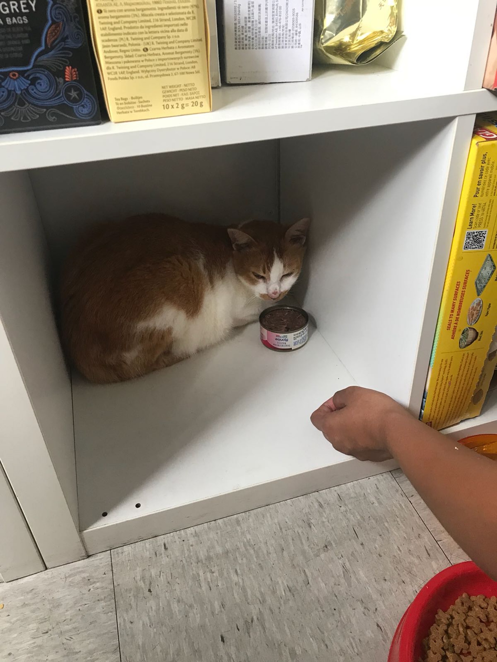 阿妹本應於月尾加入新家庭。(圖片由受訪者提供) 阿妹本應於月尾加入新家庭。(圖片由受訪者提供)