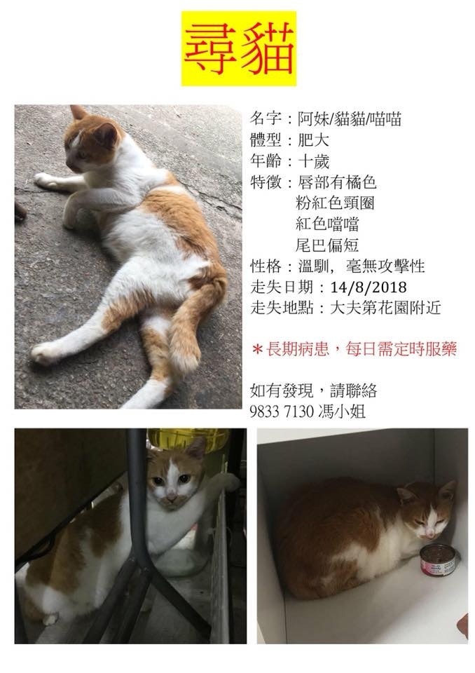 Facebook上的尋貓啟事。(網上圖片) Facebook上的尋貓啟事。(網上圖片)