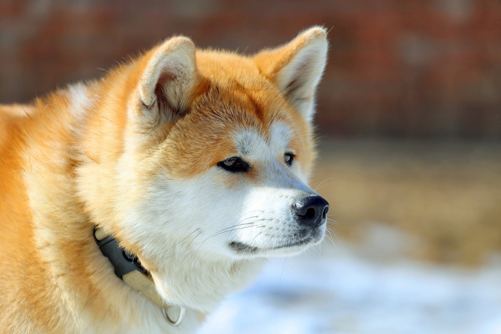 秋田犬 香港01