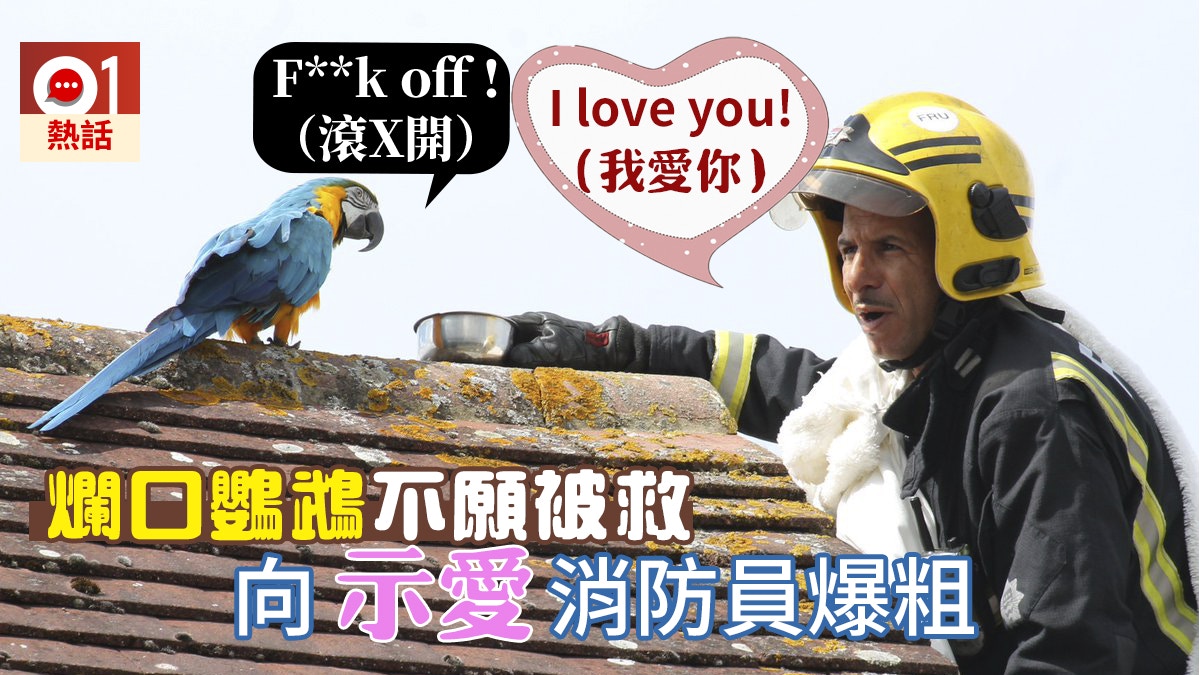 鸚鵡站屋頂3天不歸家消防講「我愛你」安撫營救慘被爆粗回敬