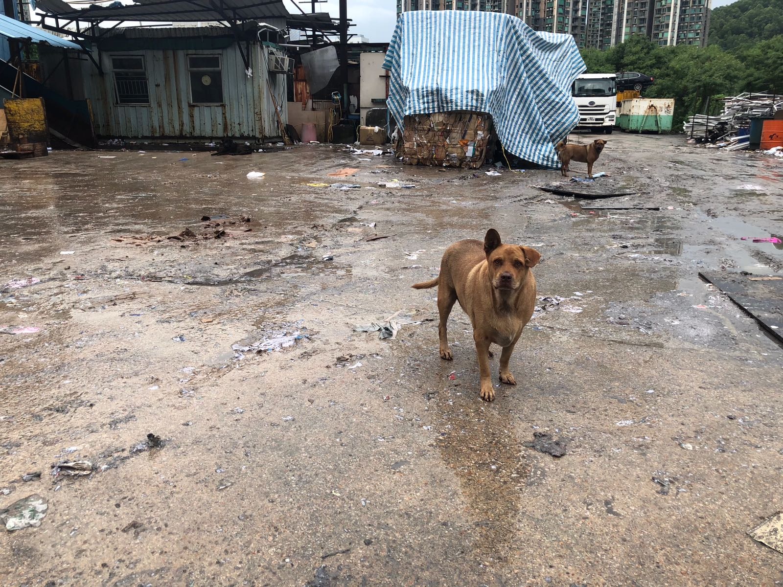 慘被遺棄的倉狗們。(圖片由受訪者提供) 慘被遺棄的倉狗們。(圖片由受訪者提供)