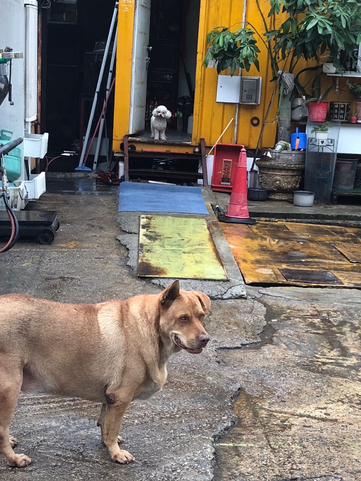 工廠內的名種狗如貴婦會被帶走,遺下5隻唐狗。(圖片由受訪者提供) 工廠內的名種狗如貴婦會被帶走,遺下5隻唐狗。(圖片由受訪者提供)